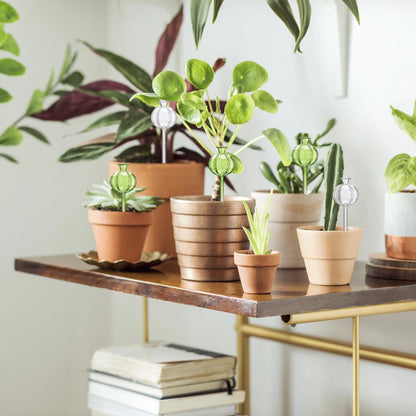 Flower Glass Ball Plant (SMILEDRIP)